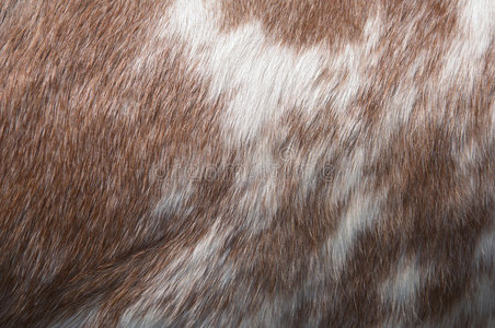 马毛背景照片