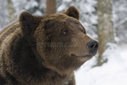 野生俄罗斯熊的肖像。