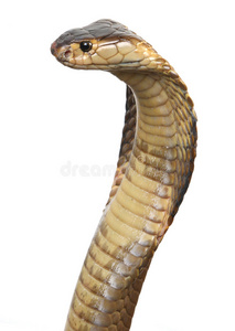 王蛇吃孤立的眼镜王蛇照片