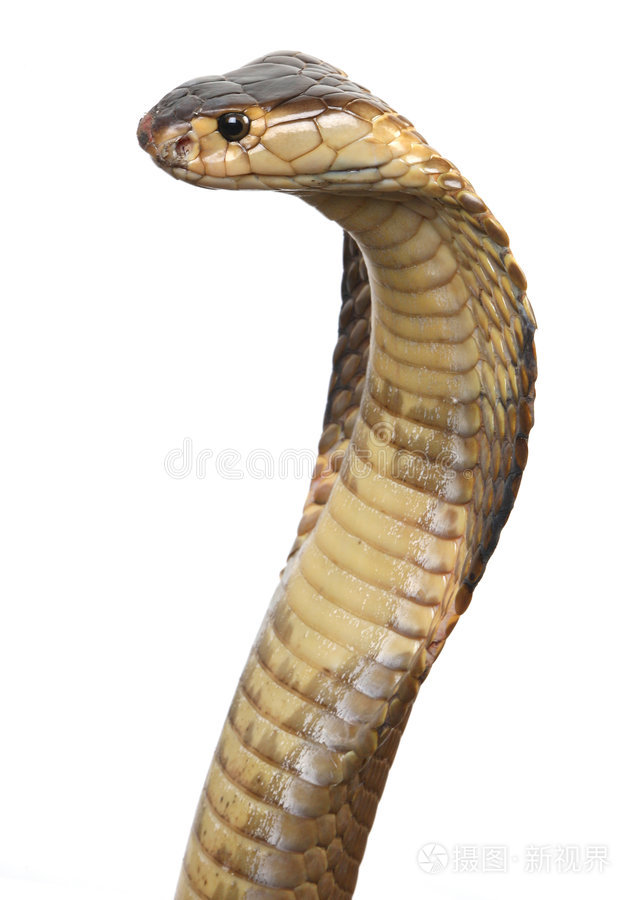 跳鳄鱼跳白眼镜王蛇鳄鱼跳凯门鳄孤立的眼镜王蛇蛇头孤立的眼镜王蛇鳄