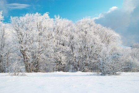 冬季冰雪森林