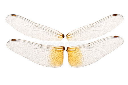 翅膀侧翼图片-翅膀侧翼素材-翅膀侧翼插画-摄图新视界