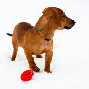 雪上的腊肠小狗