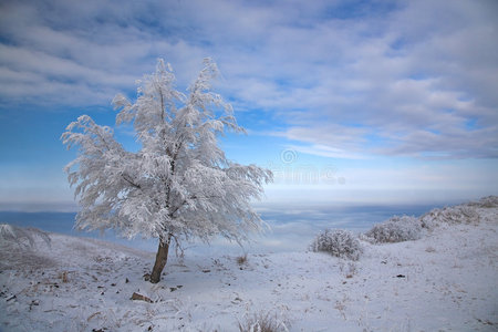 冬天被雪覆盖的树