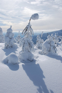 白色大脚人雪树