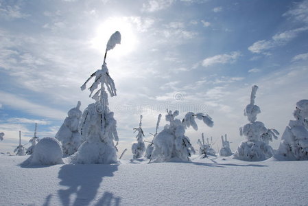 白色大脚人雪树