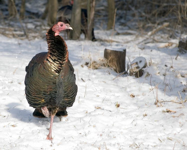 非洲野生动物虎利奥大自然中的大动物寻找栖息地在农村风景野生火鸡