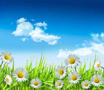 雏菊和草地，明亮的蓝天