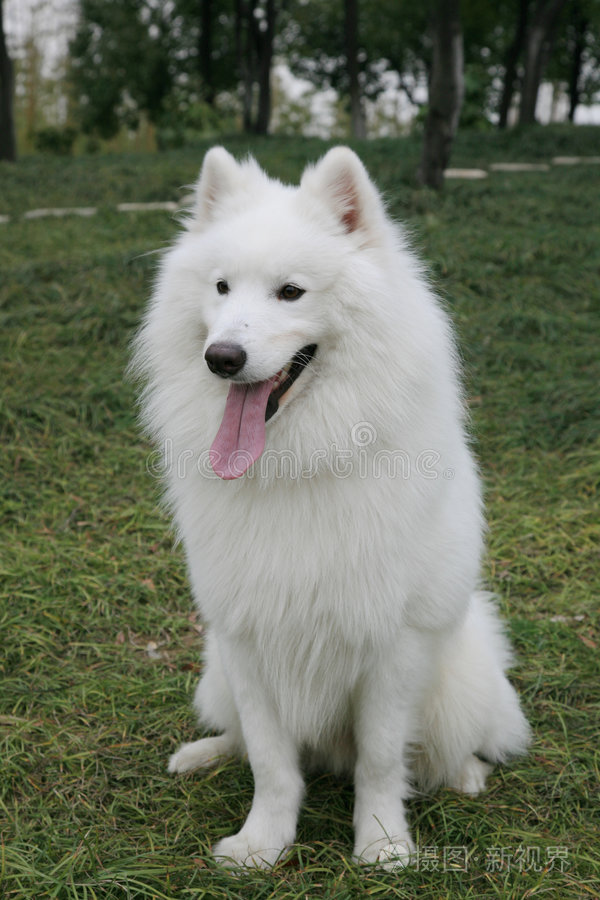 白色萨摩耶犬