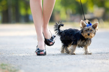 小猎犬女