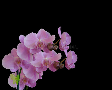 粉红色的兰花，黑色的