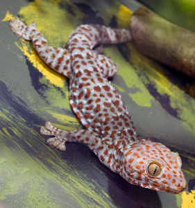 托克壁虎gekko gecko