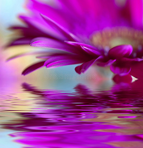 紫雏菊非洲菊