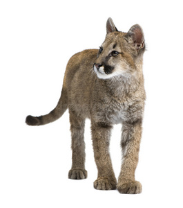 棕色狮子幼崽图片-棕色狮子幼崽素材-棕色狮子幼崽插画-摄图新视界