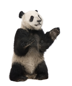 大熊猫18个月大熊猫