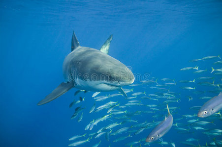 大白鲨大口鲈鱼大白鲨鲨鱼吉祥物卡通形象大白鲨的嘴巴鲨鱼袭击鲨鱼大
