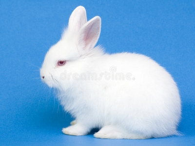 可爱的小白兔照片