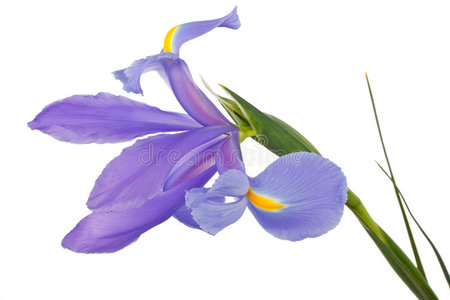 开花鸢尾图片