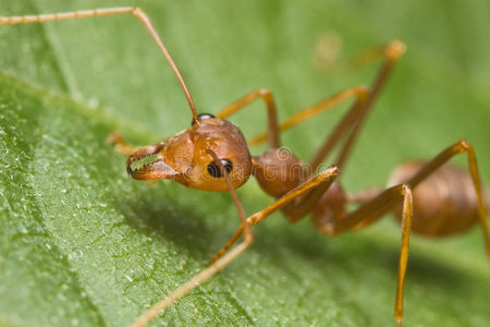 这只织叶蚁属照片