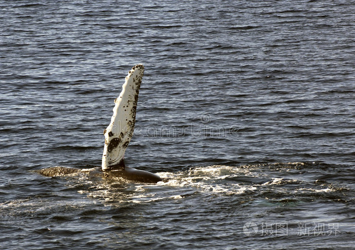 座头鲸鳍