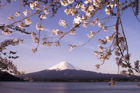 樱花富士山