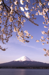 樱花富士山