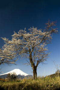 樱花富士山