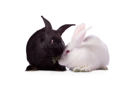 黑兔和白兔照片