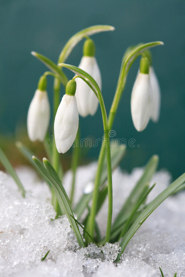 番红花雪珠