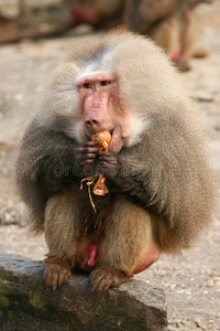 吃狒狒的洋葱照片