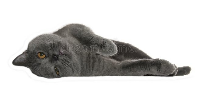 灰色的猫躺着放松孤立图片