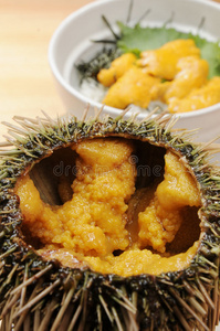 海胆间歇泉图片