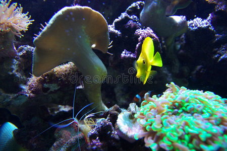 黄鱼珊瑚