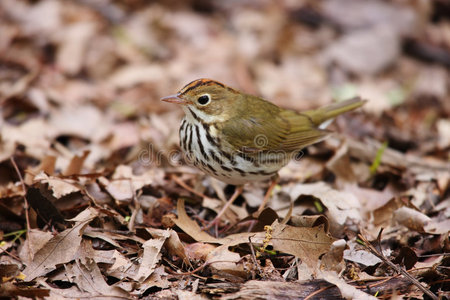 烤箱鸟seiurus aurocapillus aurocapillus