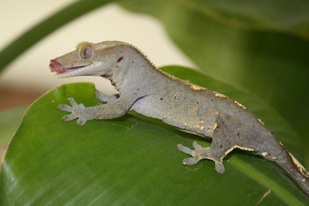 睫角守宫摄影图