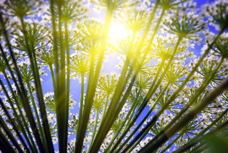 夏日阳光透过花朵图片