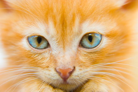 毛茸茸的红小猫