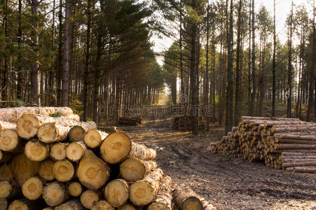 成堆木材图片