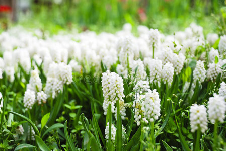 美丽的白麝香照片