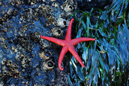 藤壶上的海星照片