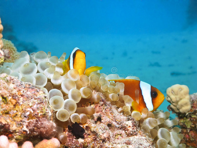银海红海银莲花鱼照片