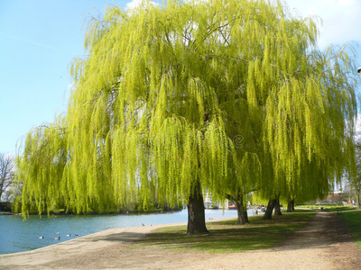 阳光下河边的柳树.照片