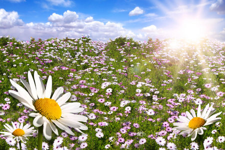 阳光灿烂的五彩缤纷的雏菊快乐的田野