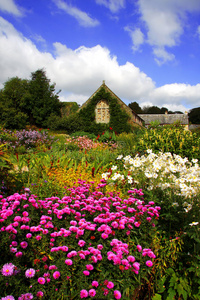 勿忘我花海图片