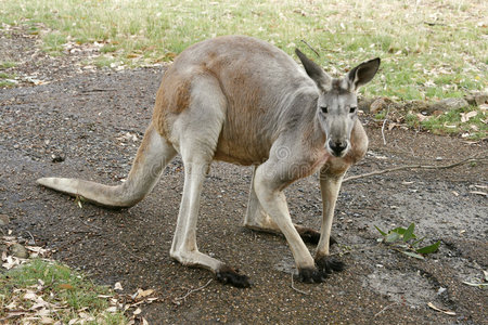 在野生袋鼠图片