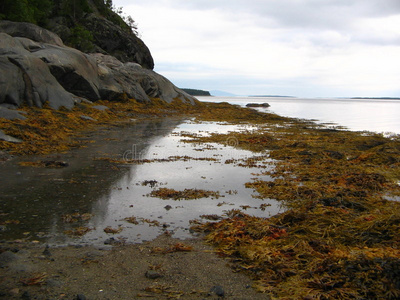 低洼地带的一个大水坑.照片