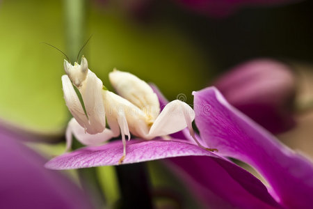 螳螂养护兰花螳螂照片