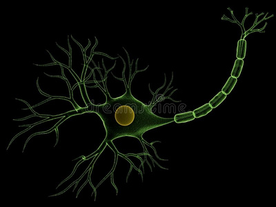 神经细胞照片