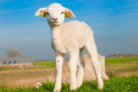 春天的可爱羔羊图片