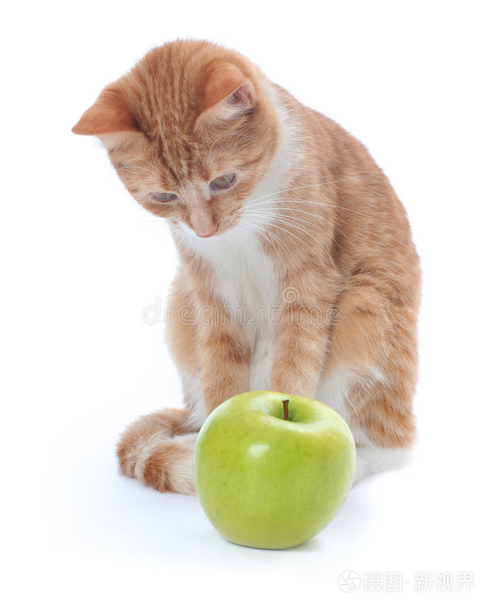猫和苹果